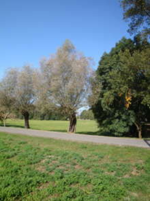 Friedrichsaue